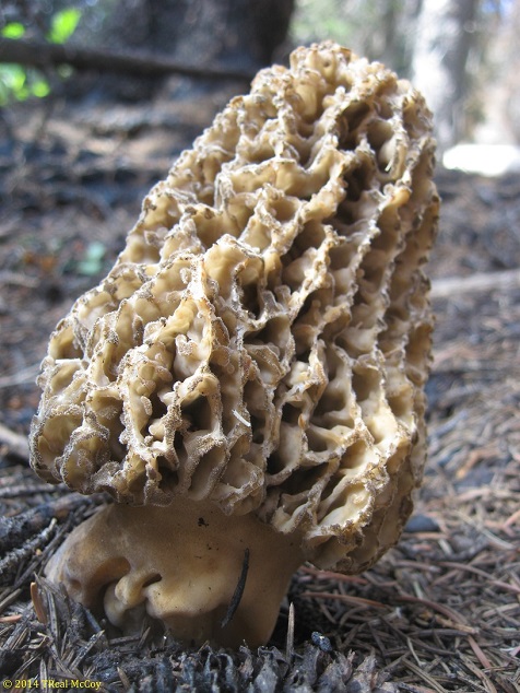 Morel Mushroom